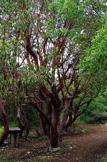der "wilde Erdbeerbaum"