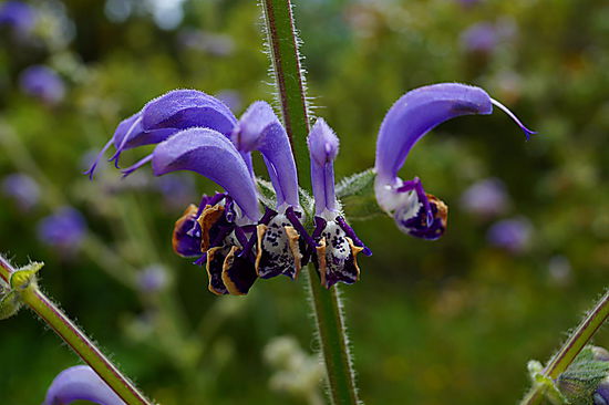 Verschiedene Orchideen und Salbeiarten wachsen hier auch.