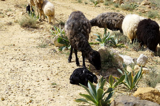 Schafe von klein bis groß...