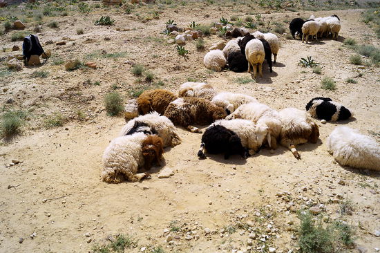 ..die sich in Ruhepausen schön warm halten.