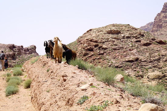 Die Ziegen sind neugierig auf Wanderer.