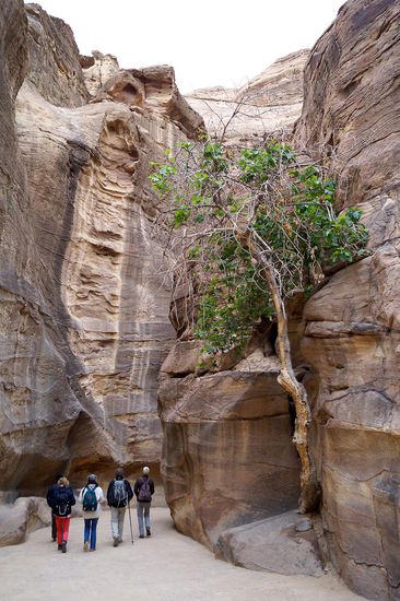 Feigen- und Pistazienbäume wachsen scheinbar auf blankem Fels.