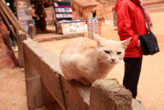 wer streichelt mich?                                                                (c) C.Hartig