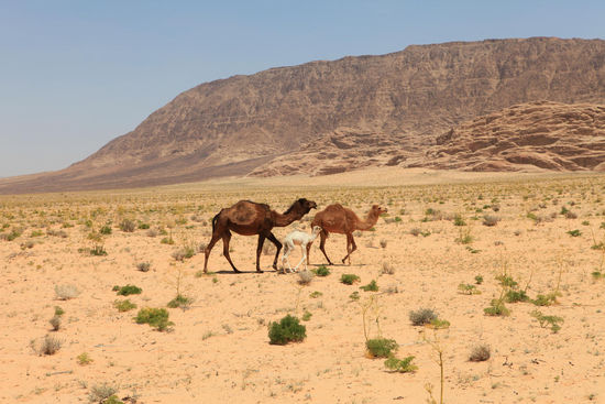 Patchwork Familie                                                      (c) C. Hartig