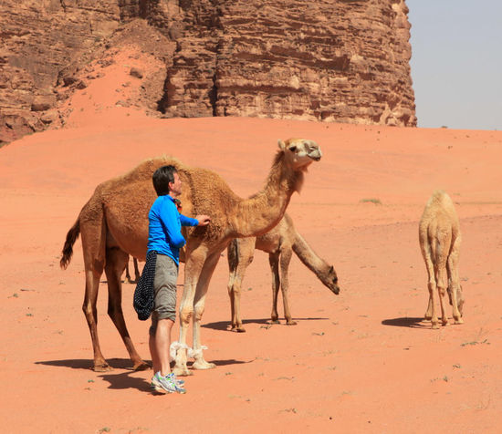 (c) C. Hartig
Die Leittiere bekommen die Vorderbeine zusammengebunden, damit sie nicht weglaufen - sie sind laut Osama meist recht vernünftig