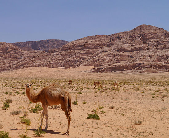 zum Abschied von der Wüste nochmal ein Dromedar