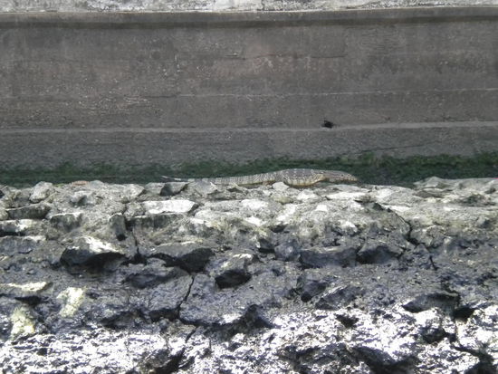 Ein, wie mein Vater sagt, "kleiner" Waran, trotzdem ca. 1,20m gross.