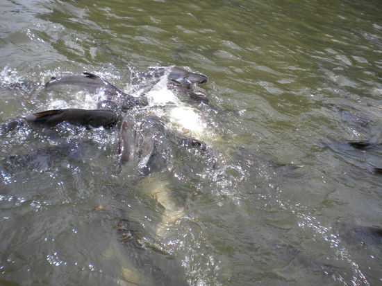 Fische im Klong die wir fuettern durften/mussten, wohin auch sonst mit dem Brot. Hat ganz schoen gebrodelt im Wasser.