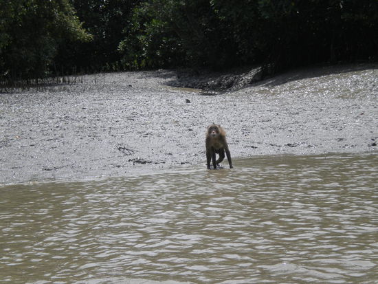 Ein Langschwanzmakake traut sich.
