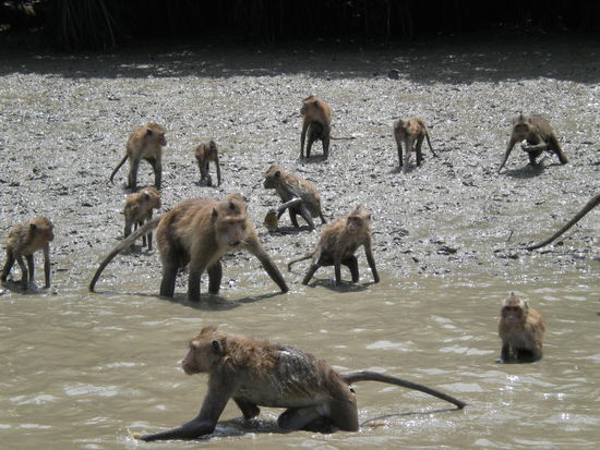 Dann kommt die ganze Bande hinterher.