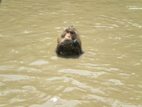 Nicht nur Bananen stehen auf dem Speiseplan, auch lebende Fossilien sind lecker ... Trilobite