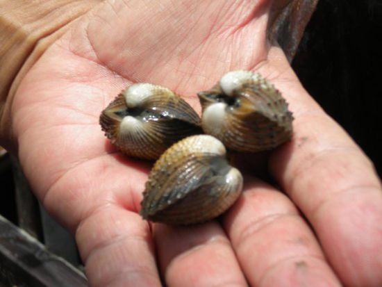 und so die Muscheln die Sie aus dem Schlamm holen.