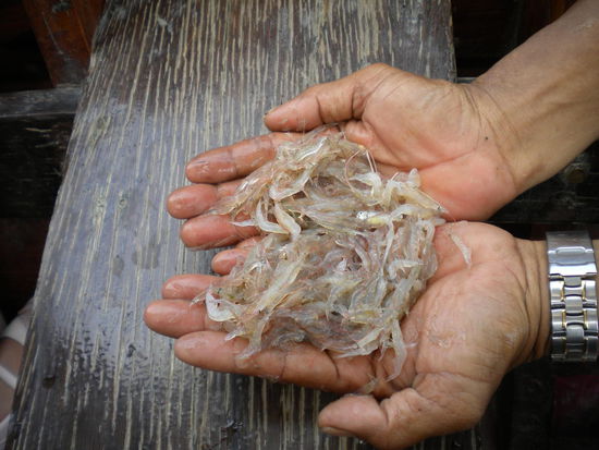 Diese Krabben fischt er mit seinen Netzen.