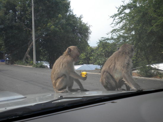 Sie klettern ueberall auf dem Auto rum, zum Glueck hatte mein Vater es vorher nicht gewaschen ^^