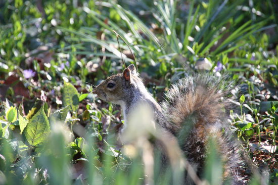 Die Nager in den Parks haben kaum Scheu und man kann sie gut beobachten