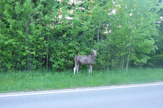 Eine kurische Elchkuh begrüßt uns