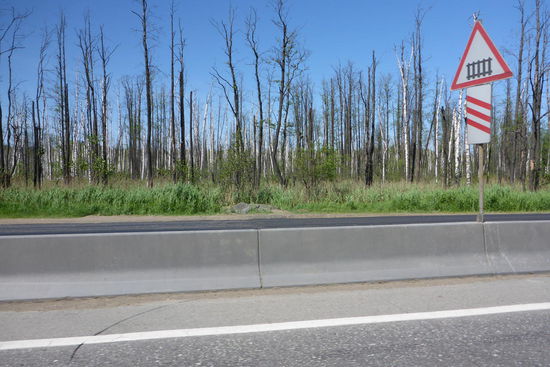 Immer wieder tote Birken an der M7: Versumpfung? Umweltschäden? ...
