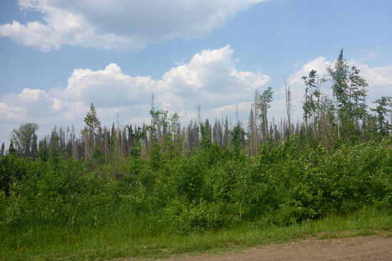 Immer wieder tote Bäume an der M7