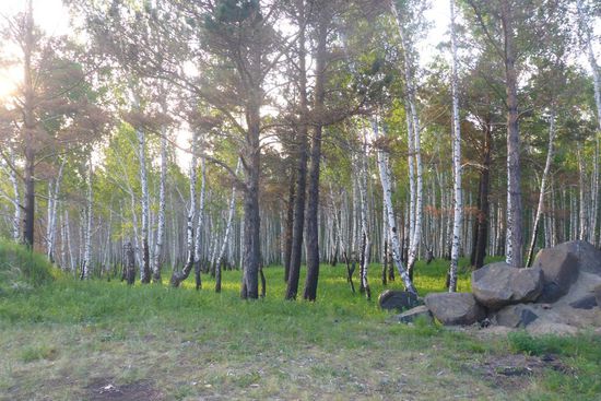 ... schöner Birkenwald