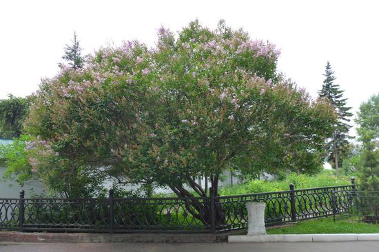 Die Jahresdurchschnittstemperatur in Irkutsk beträgt -1,5 Grad Celsius, kein Wunder, daß der Flieder so spät blüht