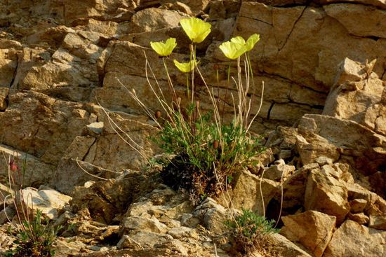 Gelber Mohn am Strand