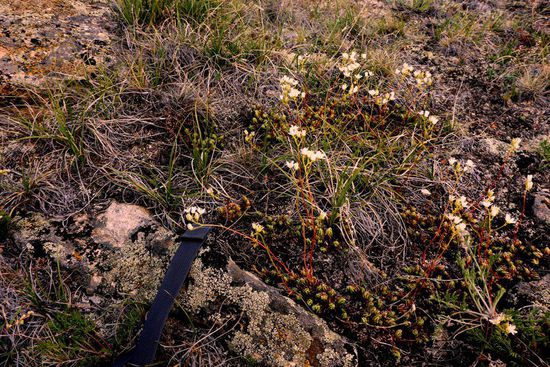 In der Baikal-Region finden sich 3500 verschiedene Tiere und Pflanzen, 2600 sind endemisch