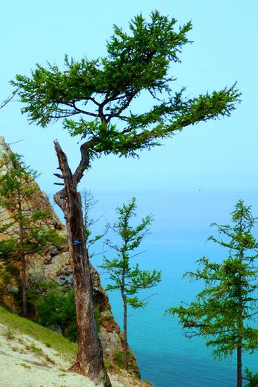 ... Baumdenkmäler ...