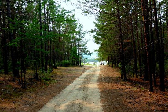 Sandiger Waldweg auf dem Weg zur Nordspitze