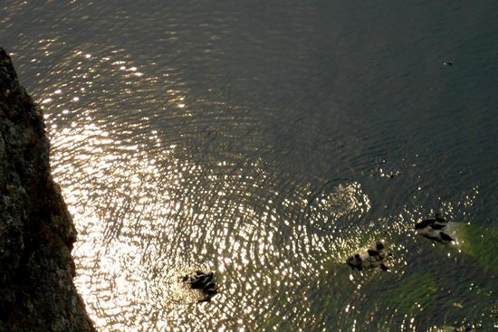 Baikal-Robben sonnen sich