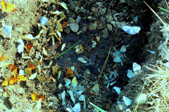 Schmetterlinge auf der Suche nach Mineralien