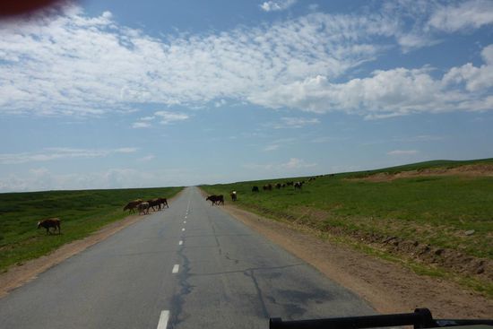 Diese Passanten haben wie immer Vorfahrt