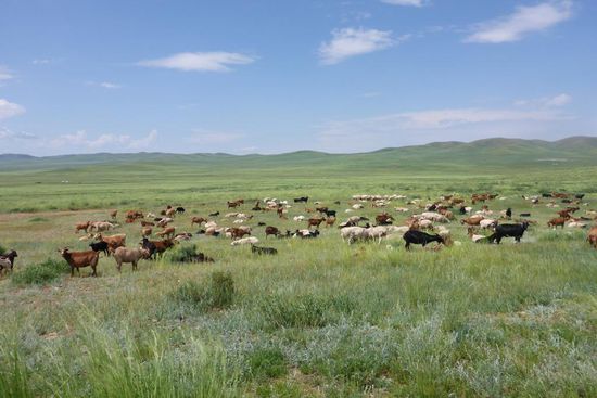 Riesige Schaf- und Ziegenherden
weil das Land überweidet ist, können die Tiere nicht genügend Winterspeck ansetzen; in harten Wintern sterben deshalb viele Tiere, nicht selten die gesamte Herde