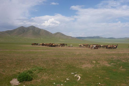 Stutenmilchliferanten (für europäische Gaumen ungenießbar)