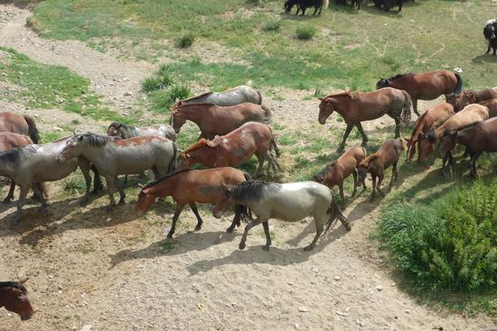 Die Pferde haben sich zur Abkühlung im Schlamm gewälzt