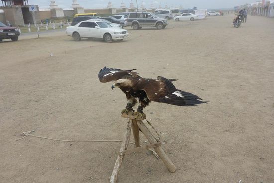 Die Jagd mit abgerichteten Adlern hat in der Mongolei Tradition ...
