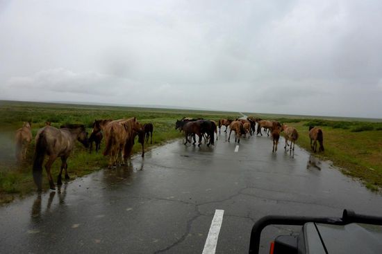 Pferde lieben die Straßen, insbesondere im Regen