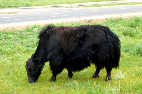 Yak am Straßenrand