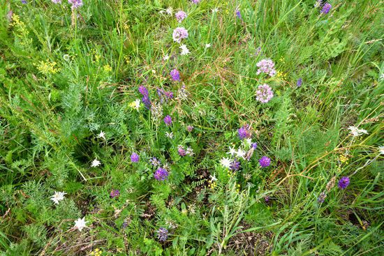 Immer wieder Edelweißfelder