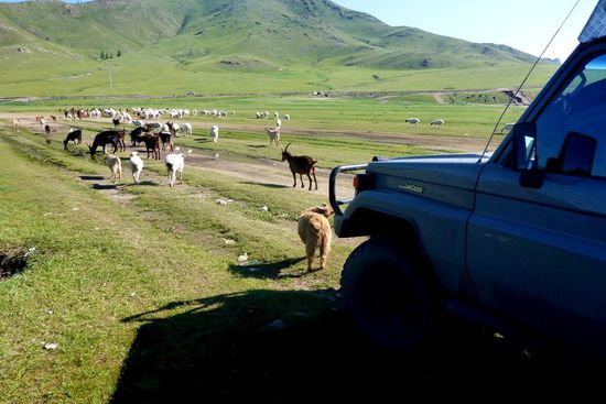 Ziegenbesuch morgens im Camp