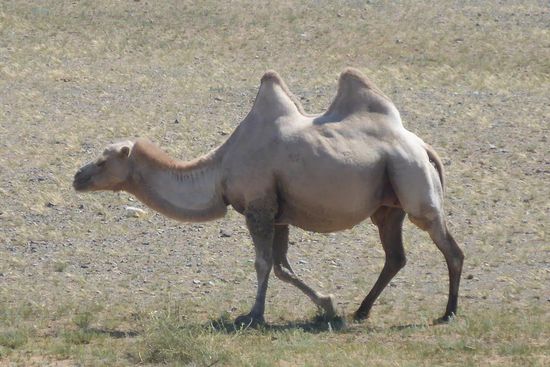 ... ein Prachtexemplar  mir zwei Höckern ...