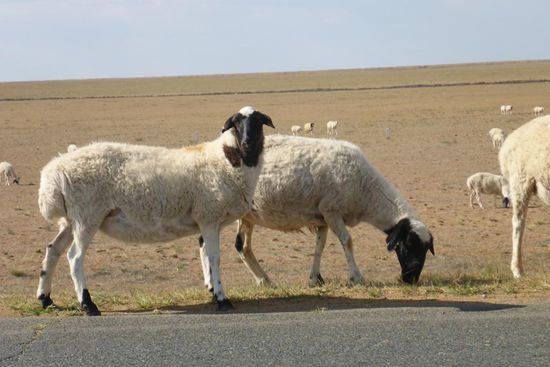 Das mongolische Dickschwanzschaf speichert dort Fett und kann so die harte Winterzeit überleben. Im Herbst prüft der Hirte mit geübtem Griff den Fettansatz, wer zu wenig hat, landet im Kochtopf
