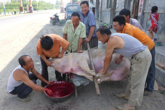 In den Dörfern spielt sich das Leben auf der Straße ab.
Hier ein fröhliches Schlachtfest, bis auf die arme Sau sind alle guter Dinge