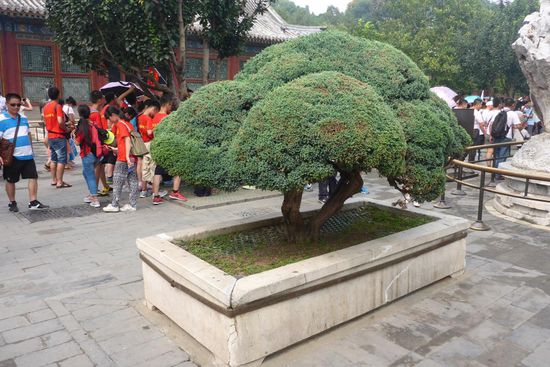 Die chinesischen Bonsai sind größer als die japanischen