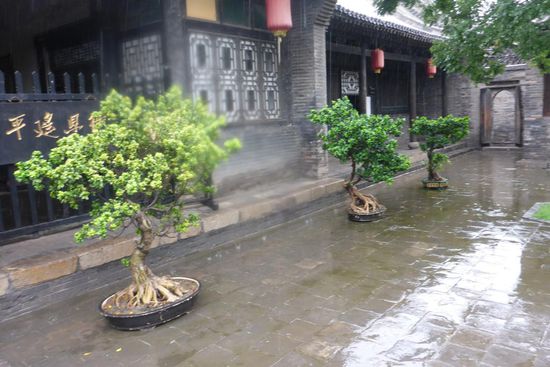 Die chinesischen Bonsai sind größer und weniger gestylt als die japanischen