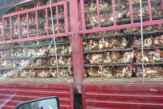 Hühnertransport ...
