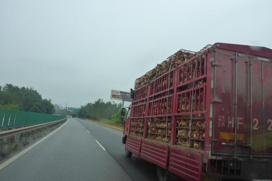... zur Hühnersuppe