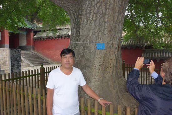 Dieser Gingko-Baum wurde bei der Gründung des Klosters um 495 n. Chr. gepflanzt.
Die runden Löcher in der Rinde sind das Resultat von "Fingerübungen" der Mönche zur Abhärtung