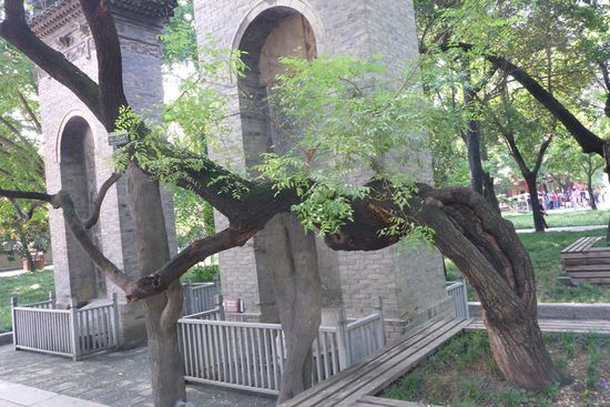 Dieser Baum auf dem Gelände der Kleinen Wildganspagode ist 1300 Jahre alt