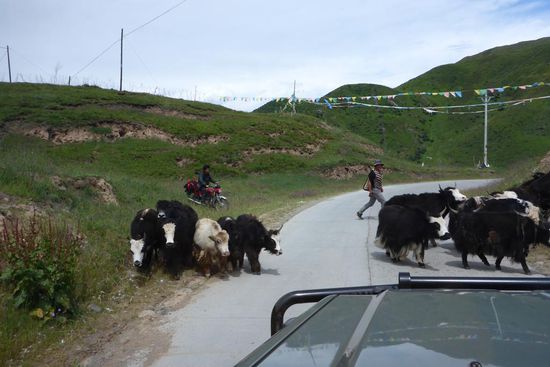 Zottelvieh unterwegs