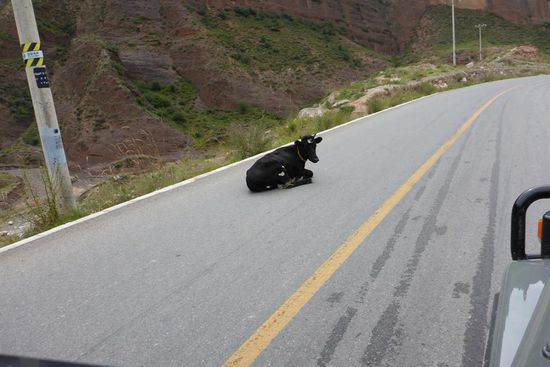 Stiller Erntebeobachter